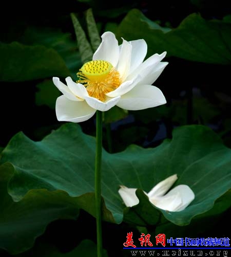 13花落洁在.JPG