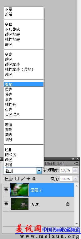 美讯网荷花.jpg