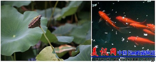 美讯网荷花.jpg