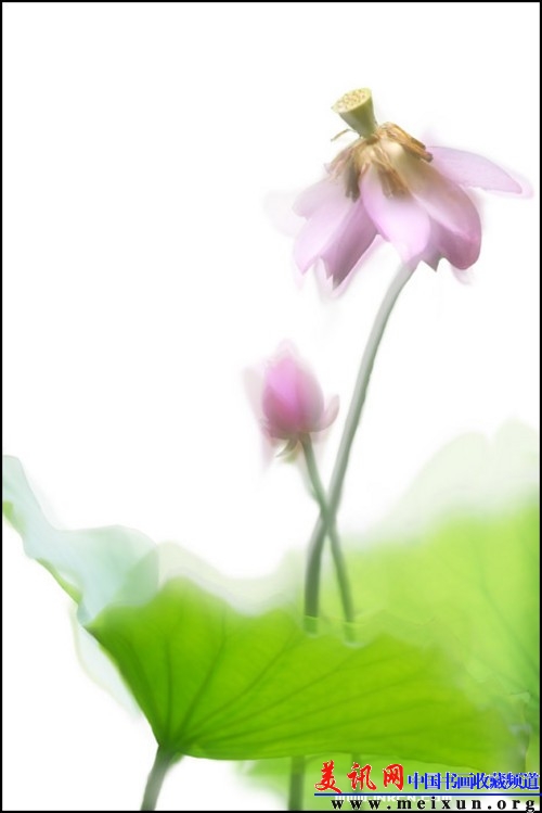 美讯网荷花.jpg
