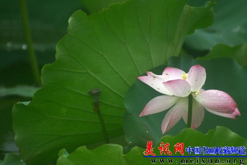 美讯网荷花.jpg